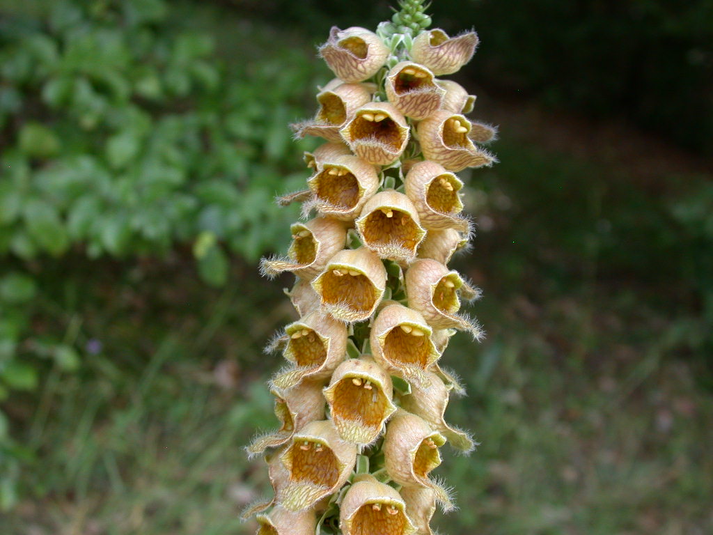Digitalis ferruginea / Digitale bruna